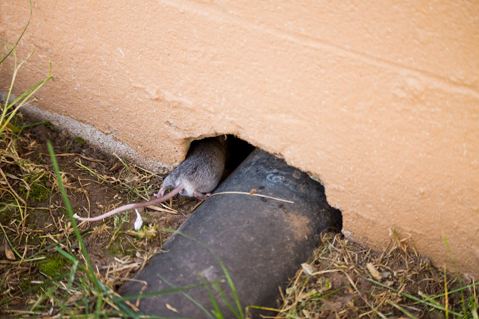 querious rats damage type